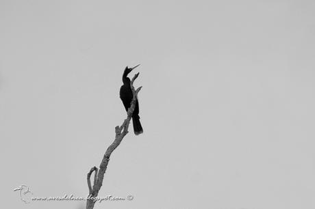 Aninga (Anhinga) Anhinga anhinga