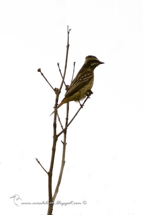 Tuquito Rayado (Variegated Flycatcher) Empidonomus varius