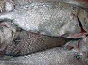 Algunas interpretaciones soñar besugos.