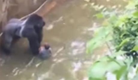 Sacrifican Gorila Salvar Niño