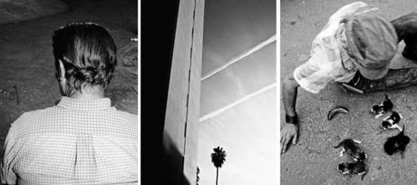 Castaneira Ciudad Sur