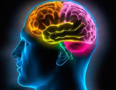 Encuentran Proteina que Determina el Desarrollo Intelectual