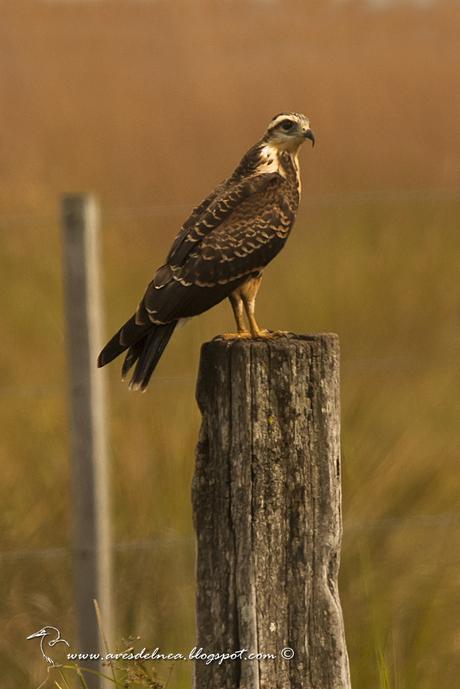 Caracolero (Snail Kite) Rostrhamus sociabilis