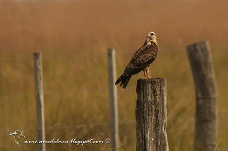 Caracolero (Snail Kite) Rostrhamus sociabilis