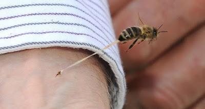 Abeja Picando en cámara lenta