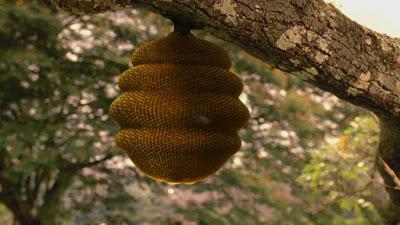 Panal en un Árbol