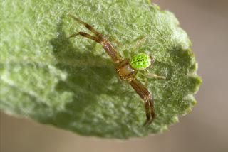 Ebrechtella tricuspidata (Fabricius, 1775) Macho