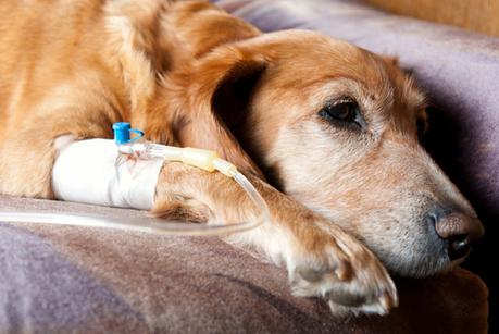 Tratamientos para el cáncer en perros