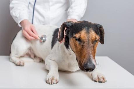 Síntomas de cáncer en Perros