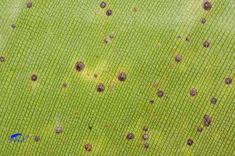 Chrysomphalus pinnulifer