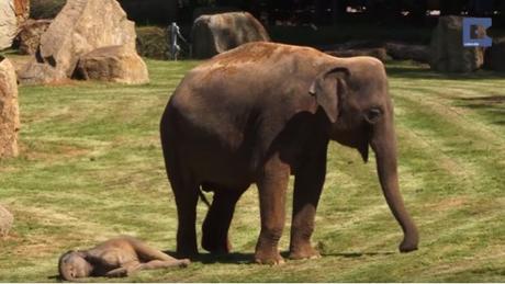 1508_cria-de-elefante_620x350