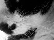 Embarazo, bebés gatos