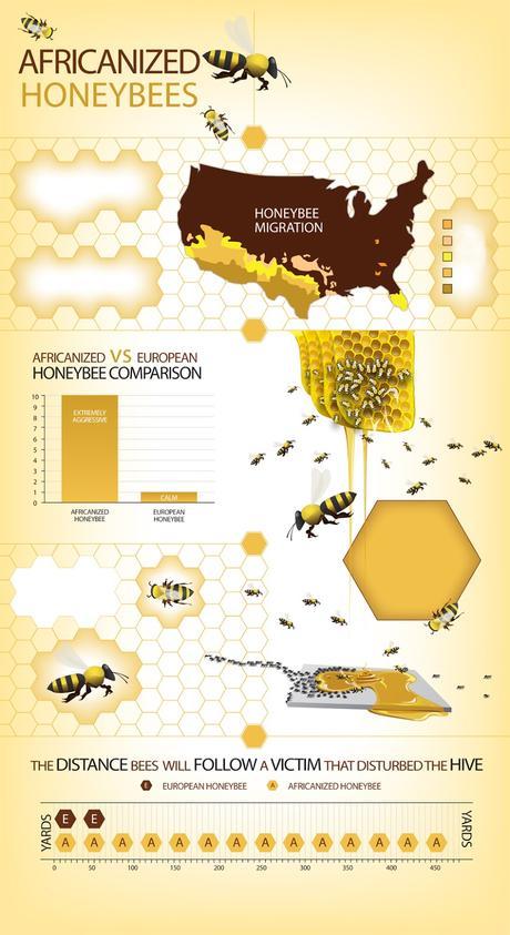 AFRICANIZACION DE ABEJAS EN LOS EEUU - AFRICANIZED HONEY BEES IN THE U.S. AFRICANIZACION DE ABEJAS EN LOS EEUU - AFRICANIZED HONEY BEES IN THE U.S.