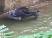 Niño foso donde tenían encerrado gorila harambe
