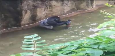 NIÑO CAE AL FOSO DONDE TENÍAN ENCERRADO AL GORILA HARAMBE