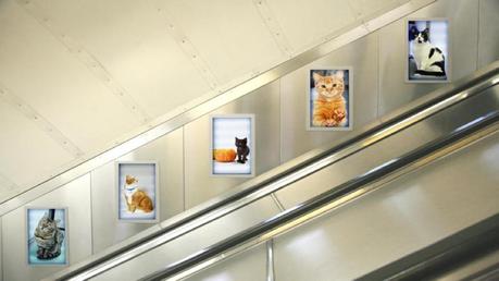 Esta iniciativa quiere cambiar la publicidad del metro de Londres por fotos de gatitos