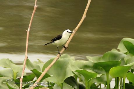 Viudita blanca (Pied water Tyrant) Fluvicola albiventer