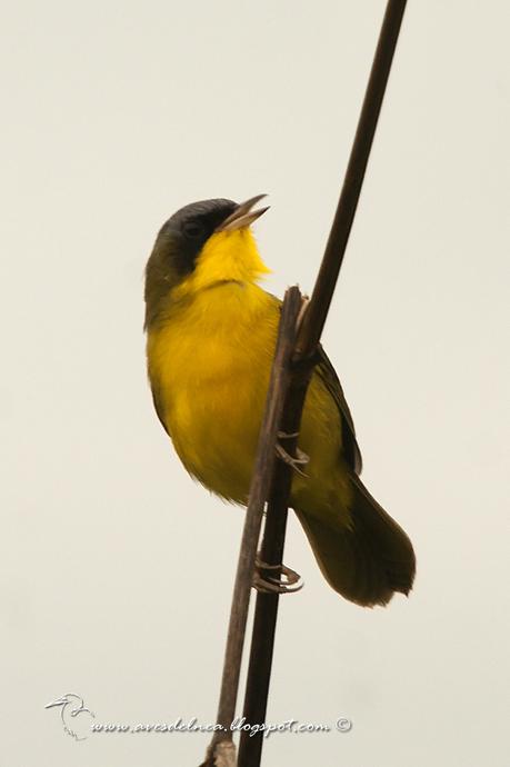 Arañero cara negra (Masked yellowthroat) Geothlypis aequinoctialis