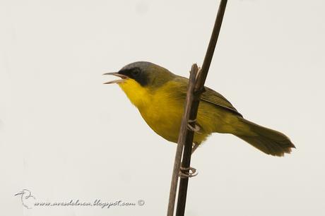 Arañero cara negra (Masked yellowthroat) Geothlypis aequinoctialis