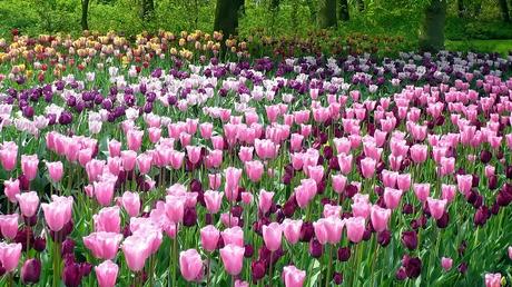 13 Destinos Recomendados En Holanda