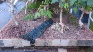 Diorama con Acers Campestres  : 14 mantenimiento del río y del bosque