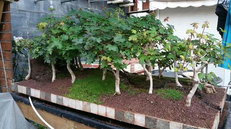 Diorama con Acers Campestres  : 14 mantenimiento del río y del bosque