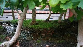 Diorama con Acers Campestres  : 14 mantenimiento del río y del bosque