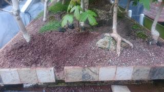 Diorama con Acers Campestres  : 14 mantenimiento del río y del bosque