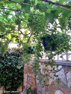 A la sombra fresca de la vieja parra