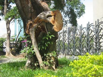 EL RECREO - PDVSA-LA ESTANCIA atendió la llamada emergencia por caída árbol sobre una lampara tipo sombrilla