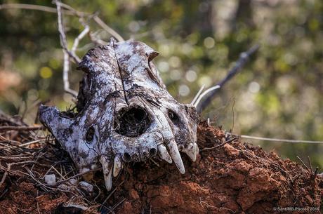 Lo que el viento devolvió