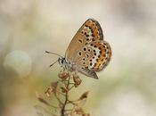 Hembra Plebejus argus (female silver-studded blue)