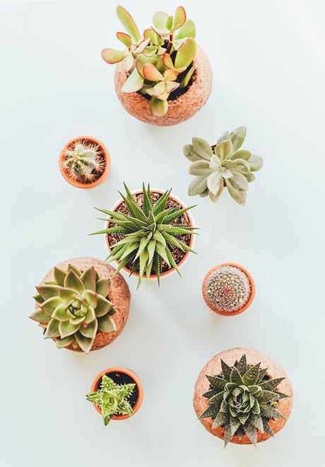 INSPIRACIÓN PARA DECORAR CON CACTUS