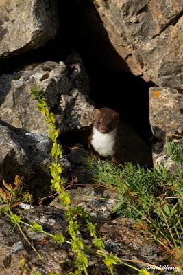El analfabetismo de los niños sobre la naturaleza y el 