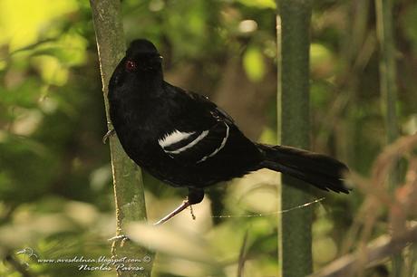 Batará negro (White shouldered Fire-Eye) Pyriglena leucoptera Batará negro (White shouldered Fire-Eye) Pyriglena leucoptera