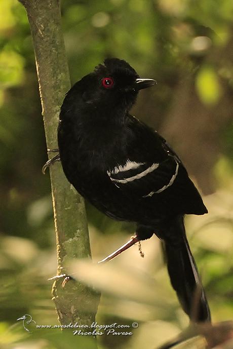 Batará negro (White shouldered Fire-Eye) Pyriglena leucoptera