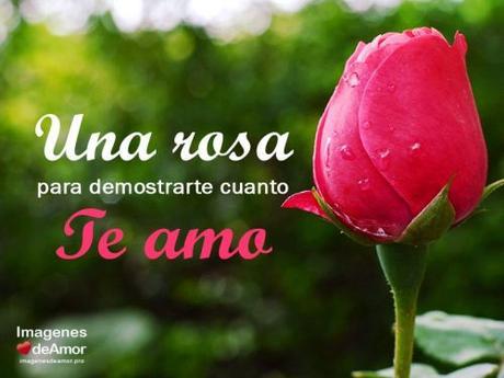 Imágenes de rosas para decir TE AMO al amor de tu vida