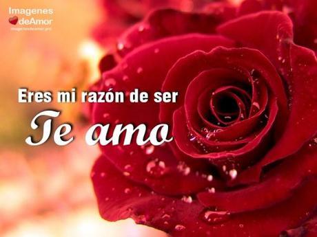 Imágenes de rosas para decir TE AMO al amor de tu vida