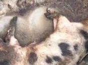 PACMA denuncian granja dejó cerda viva contenedor