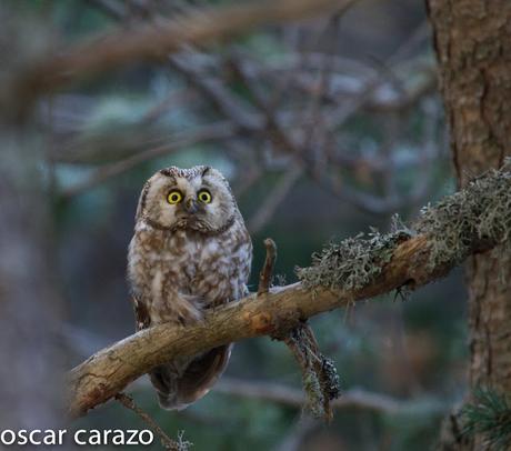 MOCHUELO BOREAL