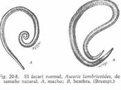 Elige bien comensal... Ascaris lumbricoides