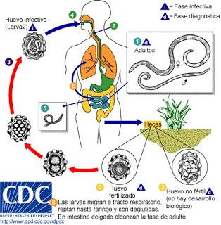 Elige bien a tu comensal... hoy con Ascaris lumbricoides