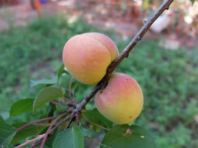 EPOCA DE COLOCACIÓN DE MOSQUEROS PARA PROTEGER NUESTRAS FRUTAS