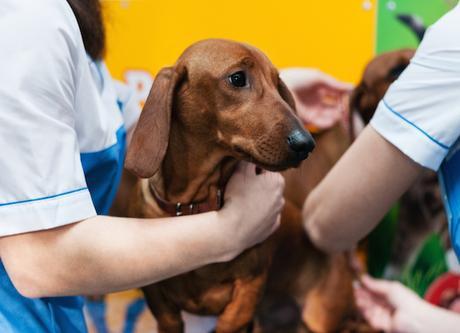 insuficiencia renal en perros