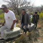 Protección Civil libera 7 águilas en el Día del Medio Ambiente