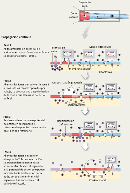 Sistema Nervioso II: señales eléctricas y químicas en las neuronas