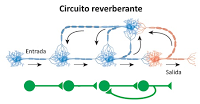 Sistema Nervioso II: señales eléctricas y químicas en las neuronas