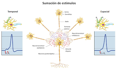 Sistema Nervioso II: señales eléctricas y químicas en las neuronas