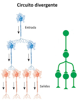 Sistema Nervioso II: señales eléctricas y químicas en las neuronas