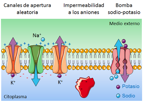 Sistema Nervioso II: señales eléctricas y químicas en las neuronas